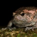 Painted Globular Frog - Photo (c) Benjamin Tapley, all rights reserved, uploaded by Benjamin Tapley