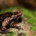 Anamalai Dot Frog - Photo (c) Benjamin Tapley, all rights reserved, uploaded by Benjamin Tapley