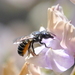 Megachile angelarum - Photo (c) Elin Pierce, all rights reserved, uploaded by Elin Pierce