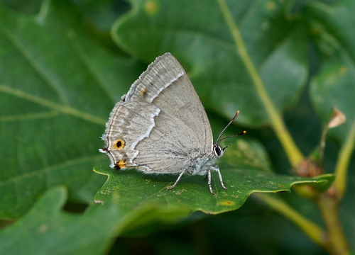 Purple hairstreak
