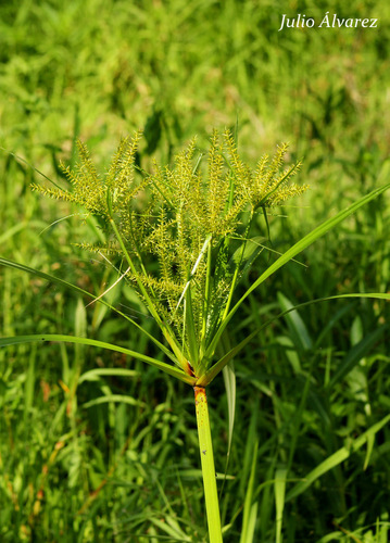 Cyperus semiochraceus · iNaturalist