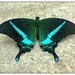 Papilio crino - Photo (c) Vipin Baliga, כל הזכויות שמורות