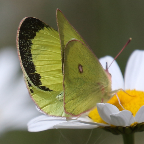 Pink-edged Sulphur