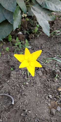 Pyrolirion flavum