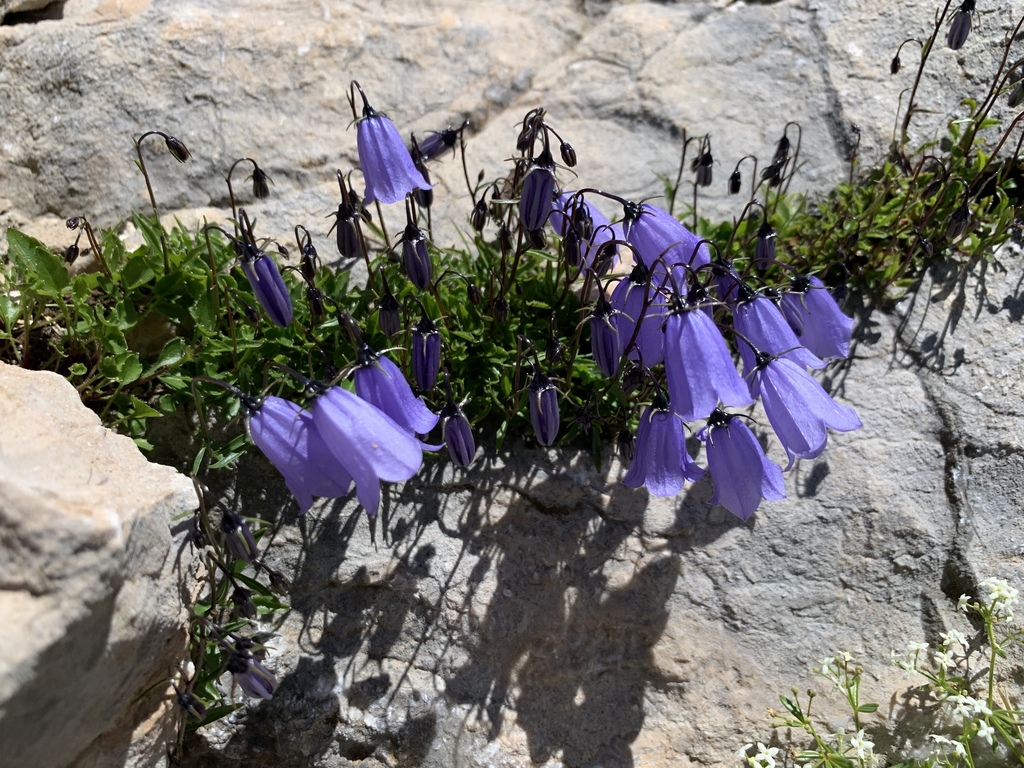 Campanula - Fairy Thimbles (Campanula rotundifolia) Scottish Bluebell –  Bumbleseeds