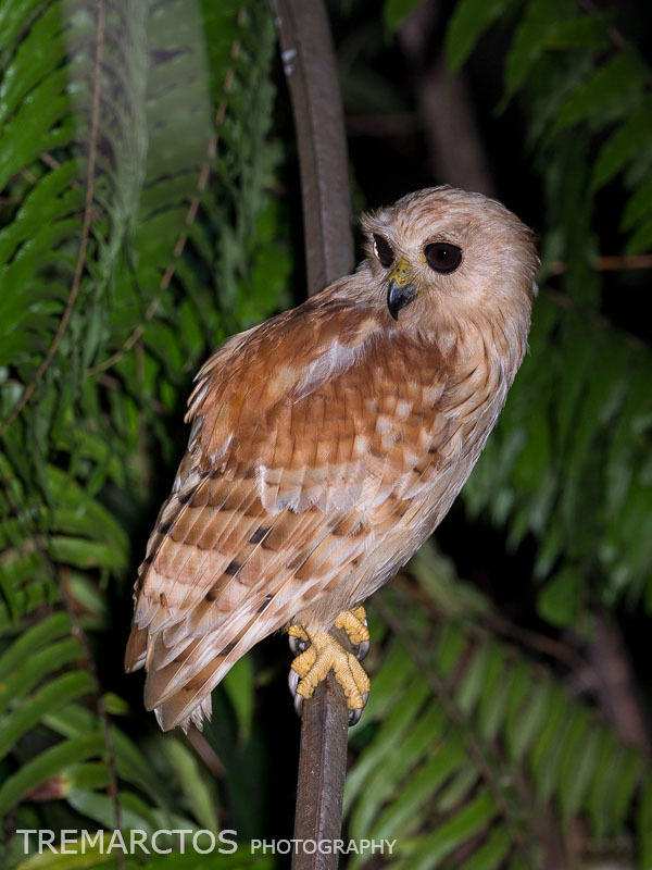 Rufous Fishing-Owl photo