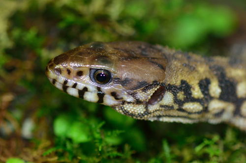 Lepidophyma ramirezi · iNaturalist