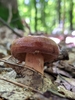 Lactifluus volemus - Photo (c) Trent Roberts, all rights reserved, uploaded by Trent Roberts