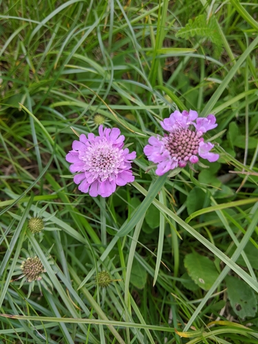 hlaváč lesklý (Scabiosa lucida)