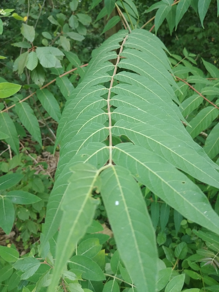 가죽나무 from York Township, OH, USA on 2020년 07월 19일... 오후 by Hayden Shores · iNaturalist 가죽나무 (Ailanthus altissima)