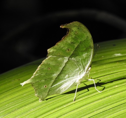 Common Mother-of-Pearl