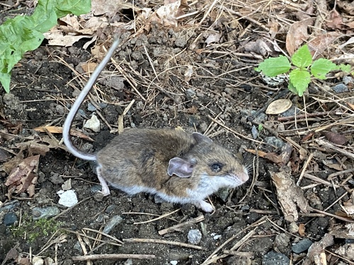 Eastern Deermouse