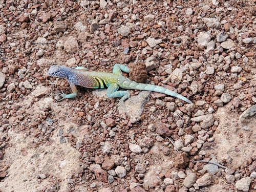 Greater Earless Lizard
