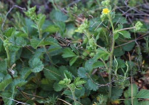 Drymocallis glandulosa var. reflexa