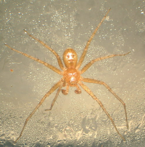 Philodromus imbecillus · iNaturalist
