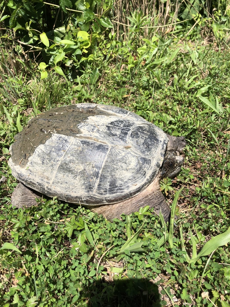 Common Snapping Turtle From Camden Wyoming, De, Us On July 14, 2020 At 