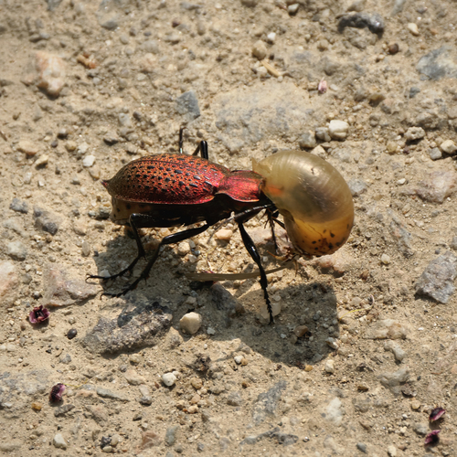Carabus smaragdinus