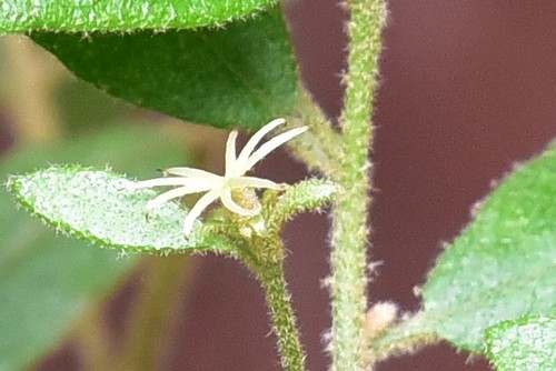 Bertya brownii