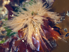 Plumularia setacea image