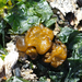 Sea Potato (Algae) - Photo (c) Wendy Feltham, all rights reserved, uploaded by Wendy Feltham