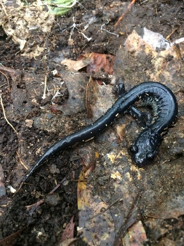 Chattahoochee Slimy Salamander