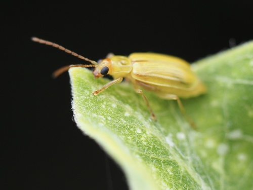 northern corn rootworm