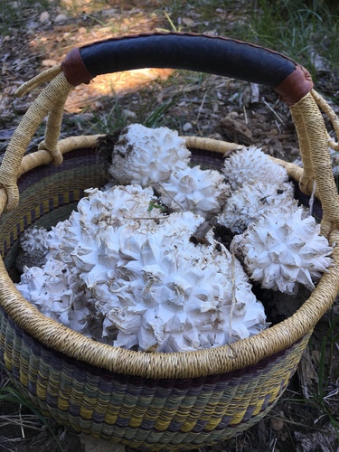 Sculpted Puffball