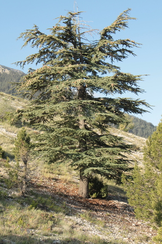 Lebanon cedar