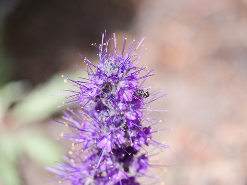Silky Phacelia