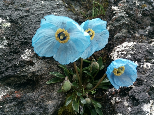 Meconopsis bella · iNaturalist Mexico