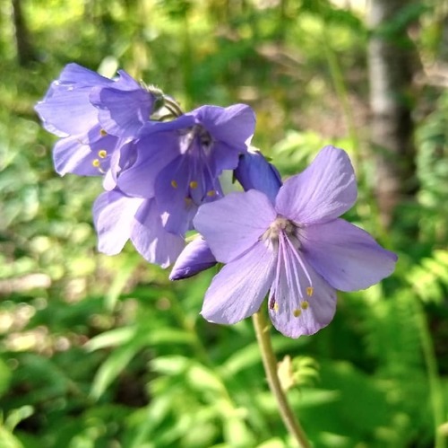Tall Jacob's-ladder