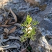 Boronia anethifolia - Photo (c) sam vandelay, all rights reserved, uploaded by sam vandelay