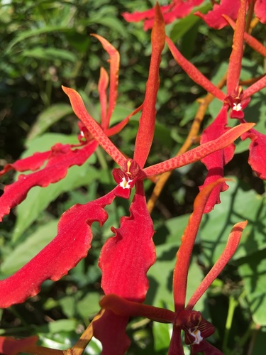 Scarlet Renanthera