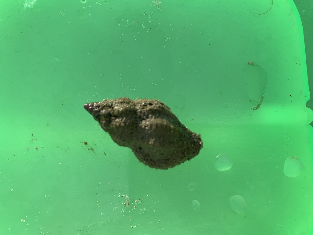Eastern Oyster Drill from 臺灣海峽 on July 20, 2020 at 09:50 AM by 陳宜君 ...
