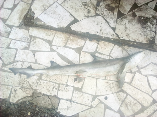 Common Smooth-hound