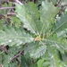Quercus macranthera - Photo (c) gunel sariyeva, todos los derechos reservados, subido por gunel sariyeva