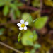 Fairy Flax - Photo (c) Anne, all rights reserved