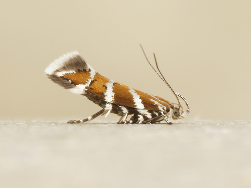 Aristotelia primipilana