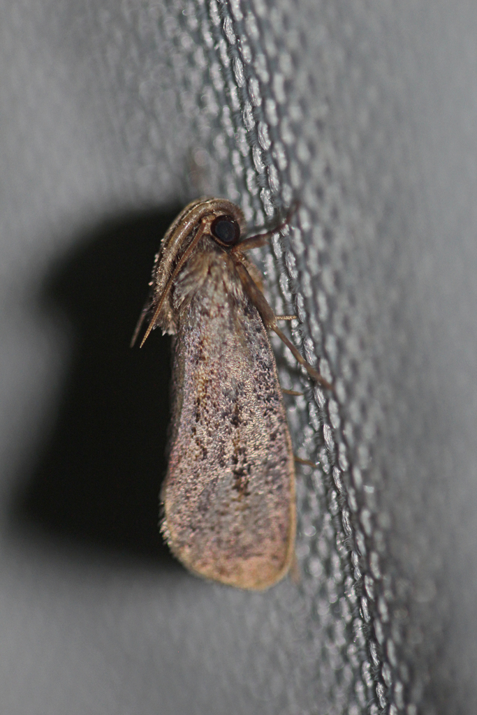 Clemens' Grass Tubeworm Moth from Mountain Lake Park, MD 21550, USA on ...
