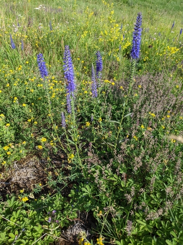 veronika klasnatá (Veronica spicata)