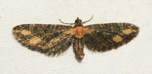 Eupithecia flavigutta