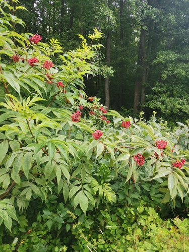 Raudonuogis šeivamedis nuotrauka