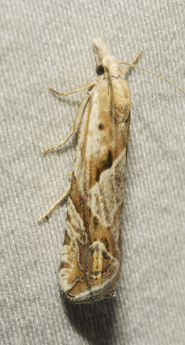 Eucosma tarandana