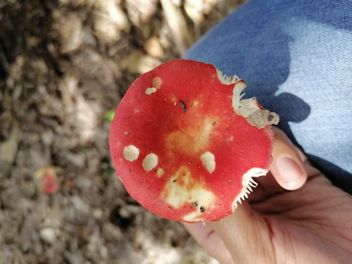 Russula mexicana