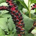 Indian Pokeweed - Photo (c) Александр Радзюк, all rights reserved, uploaded by Александр Радзюк