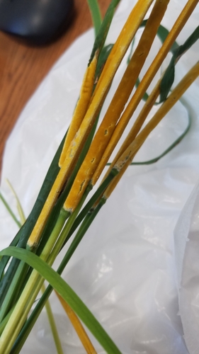 Žolinis žiedgrybis nuotrauka