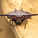 Parallel-spined Spiny Orbweaver - Photo (c) roythedivebro, all rights reserved