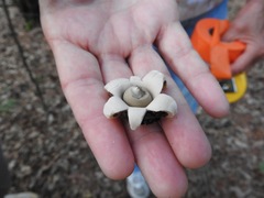 Geastrum fimbriatum image