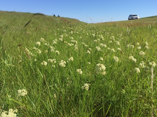 whorled milkweed — photo 1