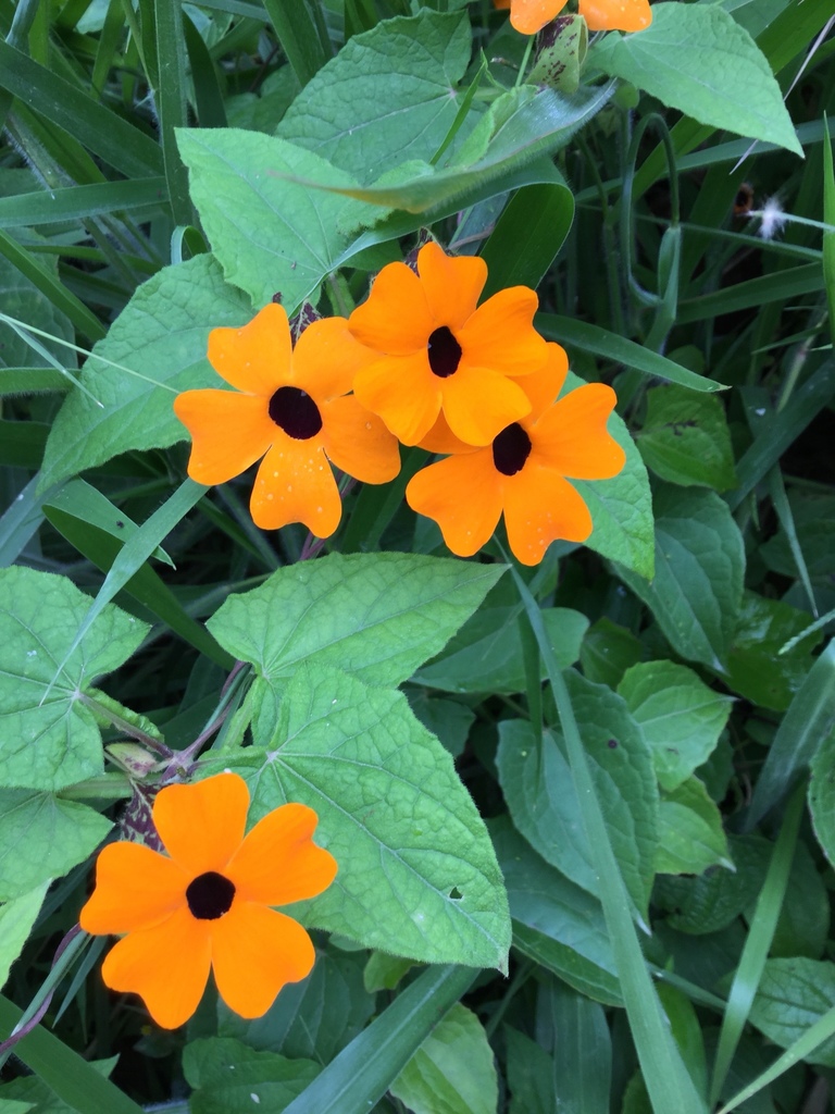 Thunbergia alata
